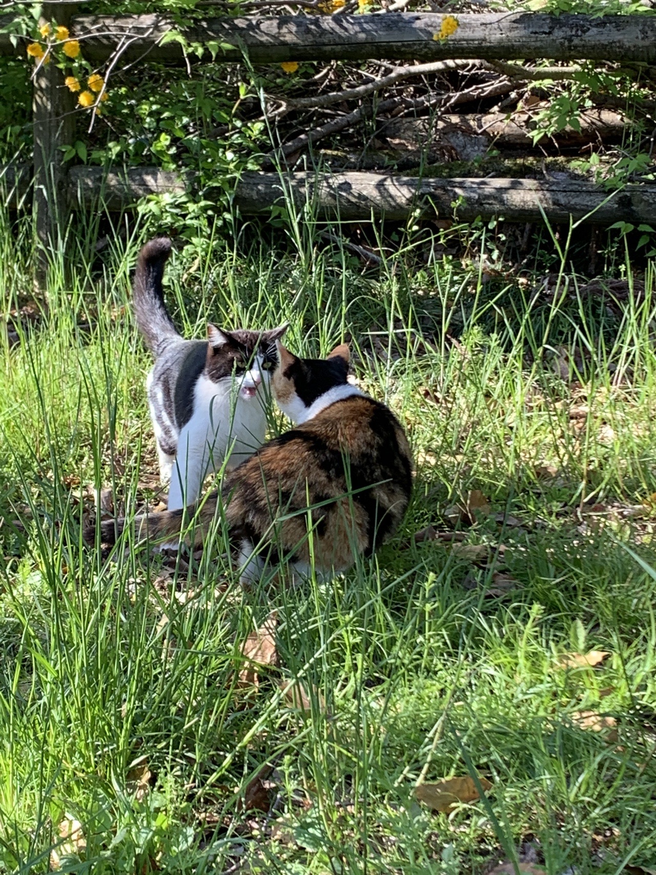 草むらに立つ三毛猫。振り返って口を開けている