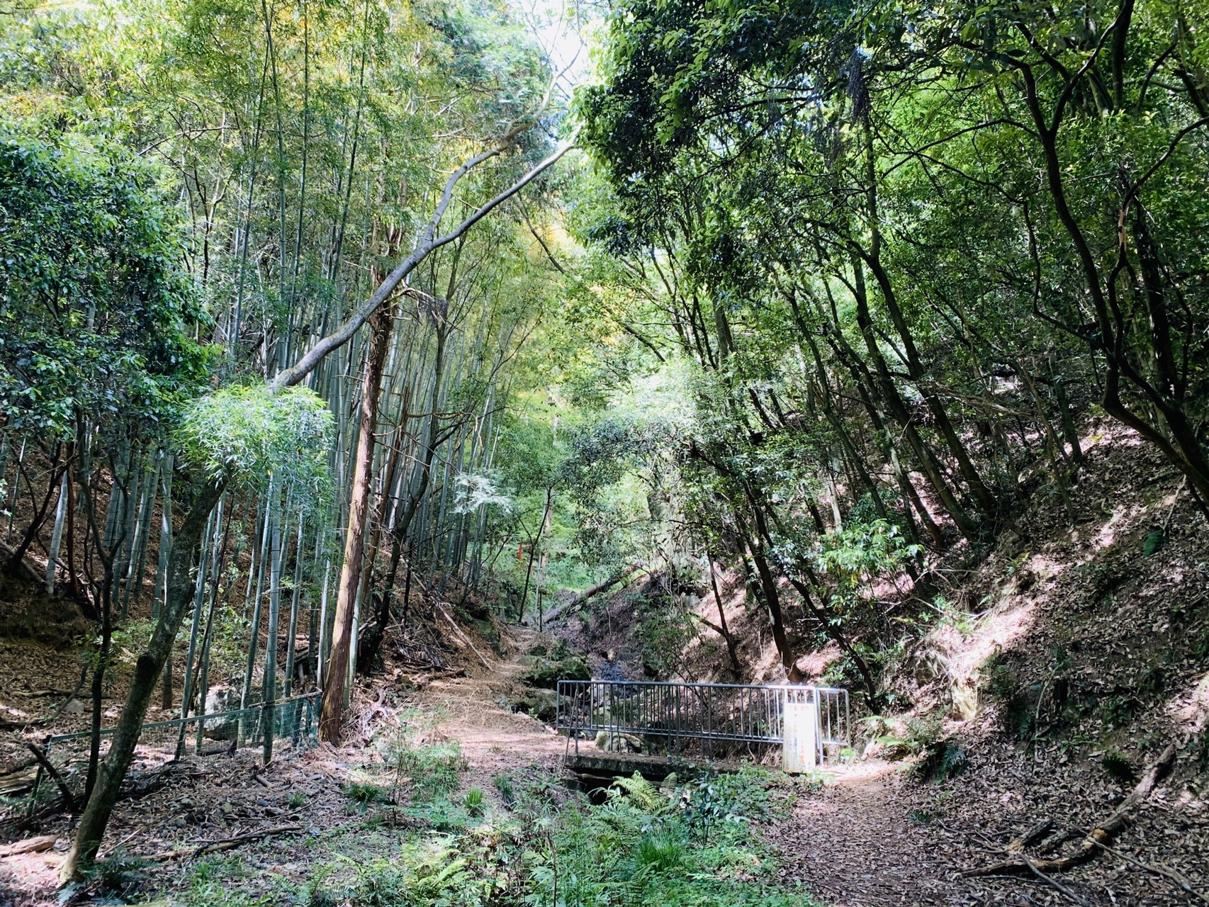 竹と広葉樹の混じる谷筋の登山道。落ち葉に覆われた道が奥へ続いている