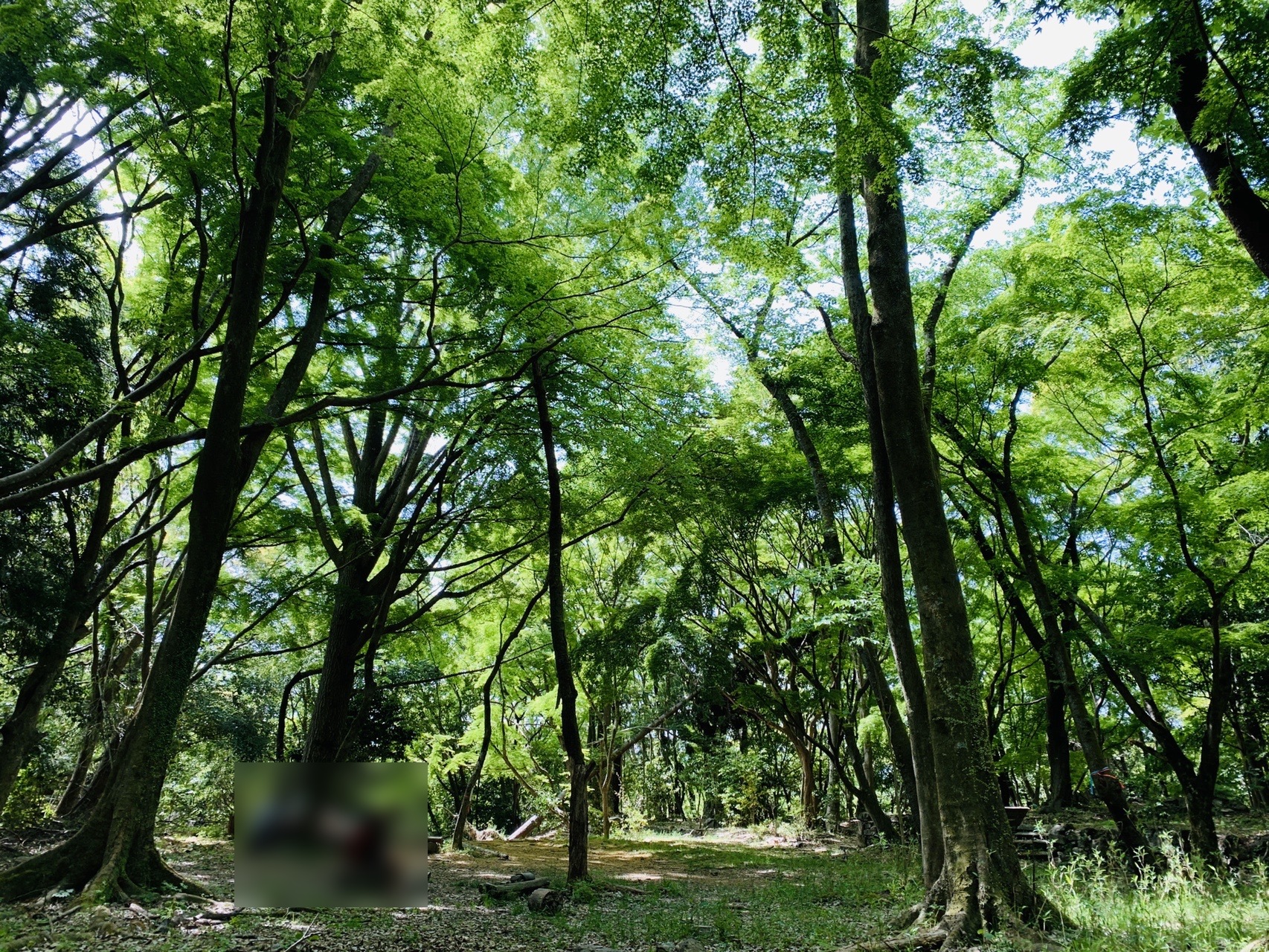 新緑の木々に囲まれた平らな広場。木漏れ日が地面に落ちている