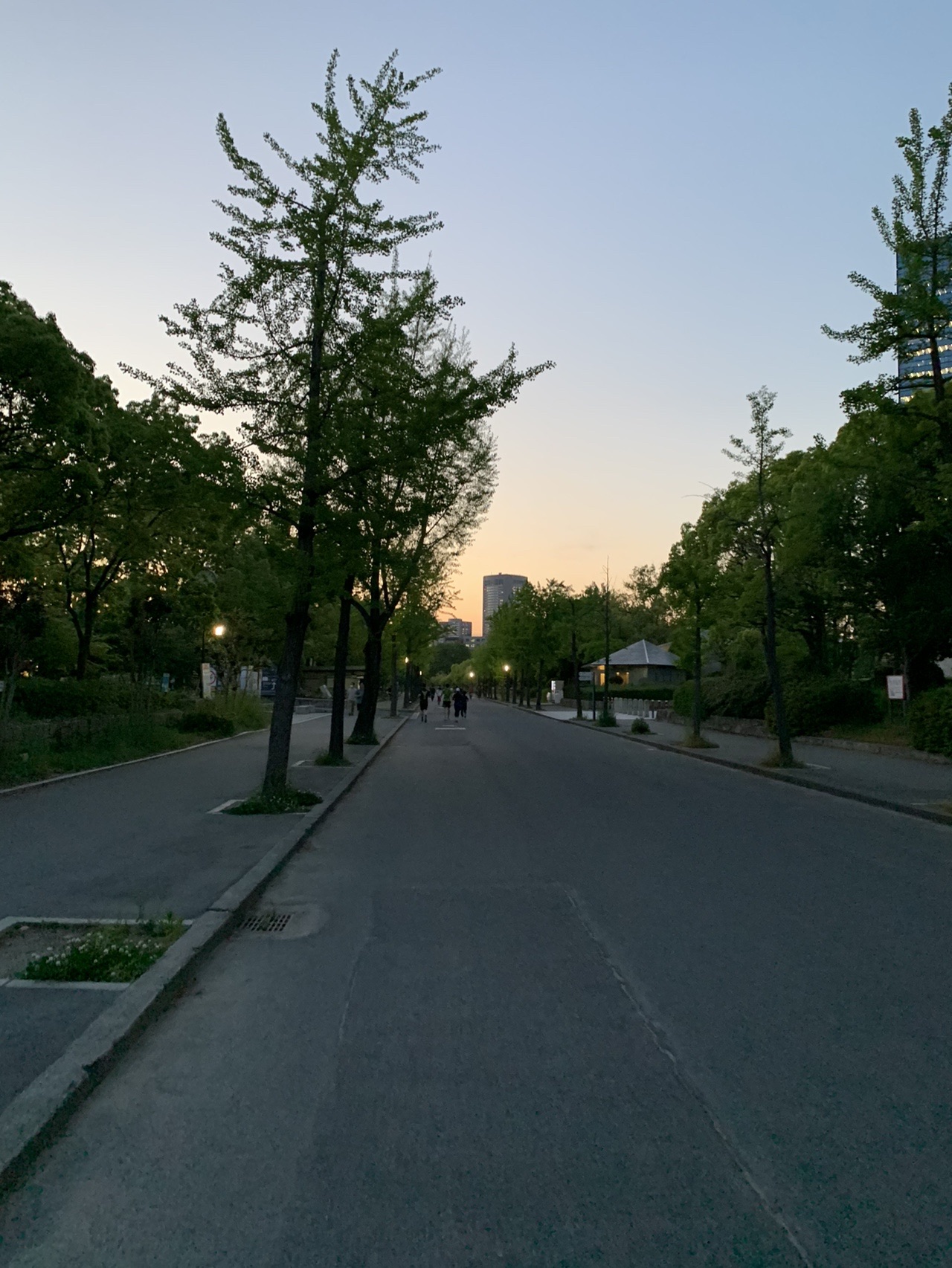 夕暮れの大阪城公園。並木道の先に薄明かりの空が広がっている