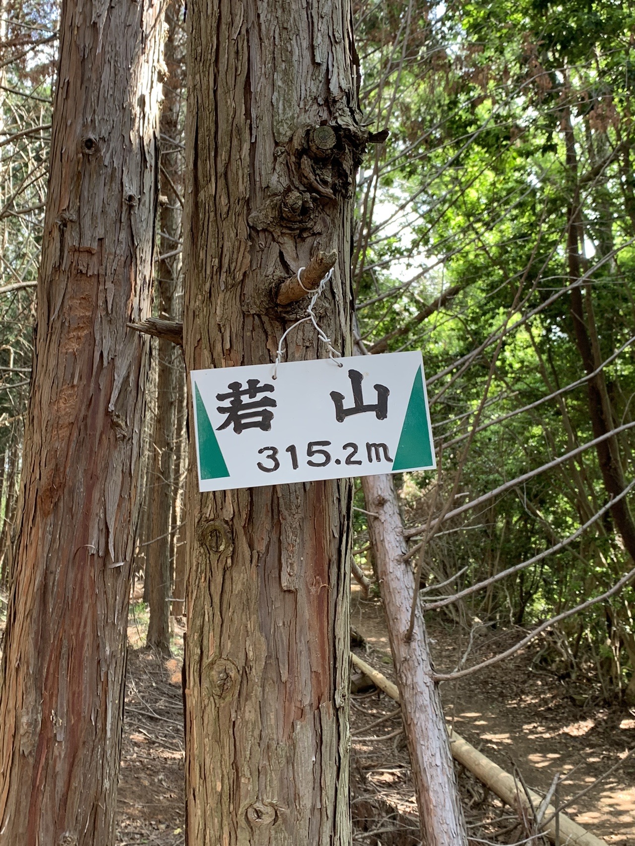 杉の木に取り付けられた「若山 315.2m」の小さな山名標識