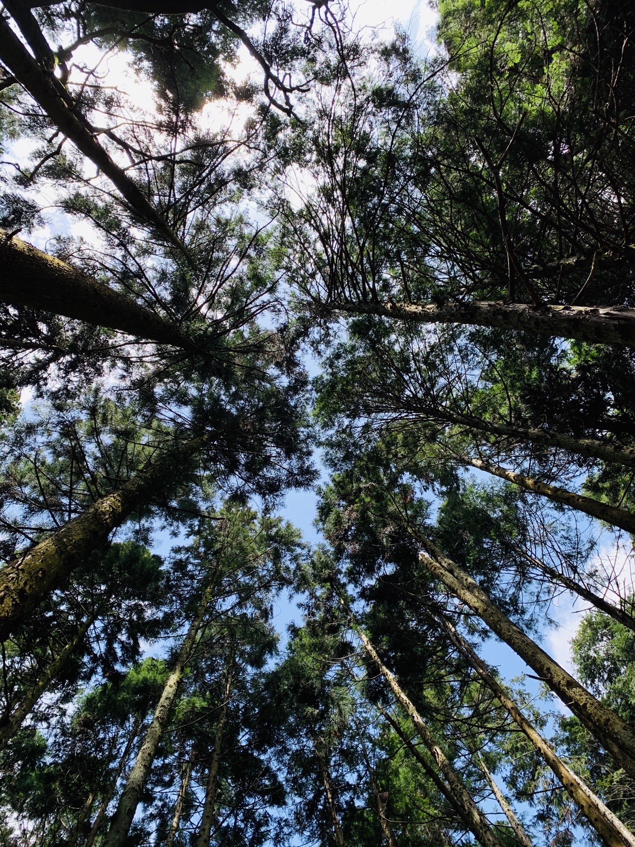 まっすぐ伸びる杉の幹を真下から見上げた構図。梢の先に空がのぞく