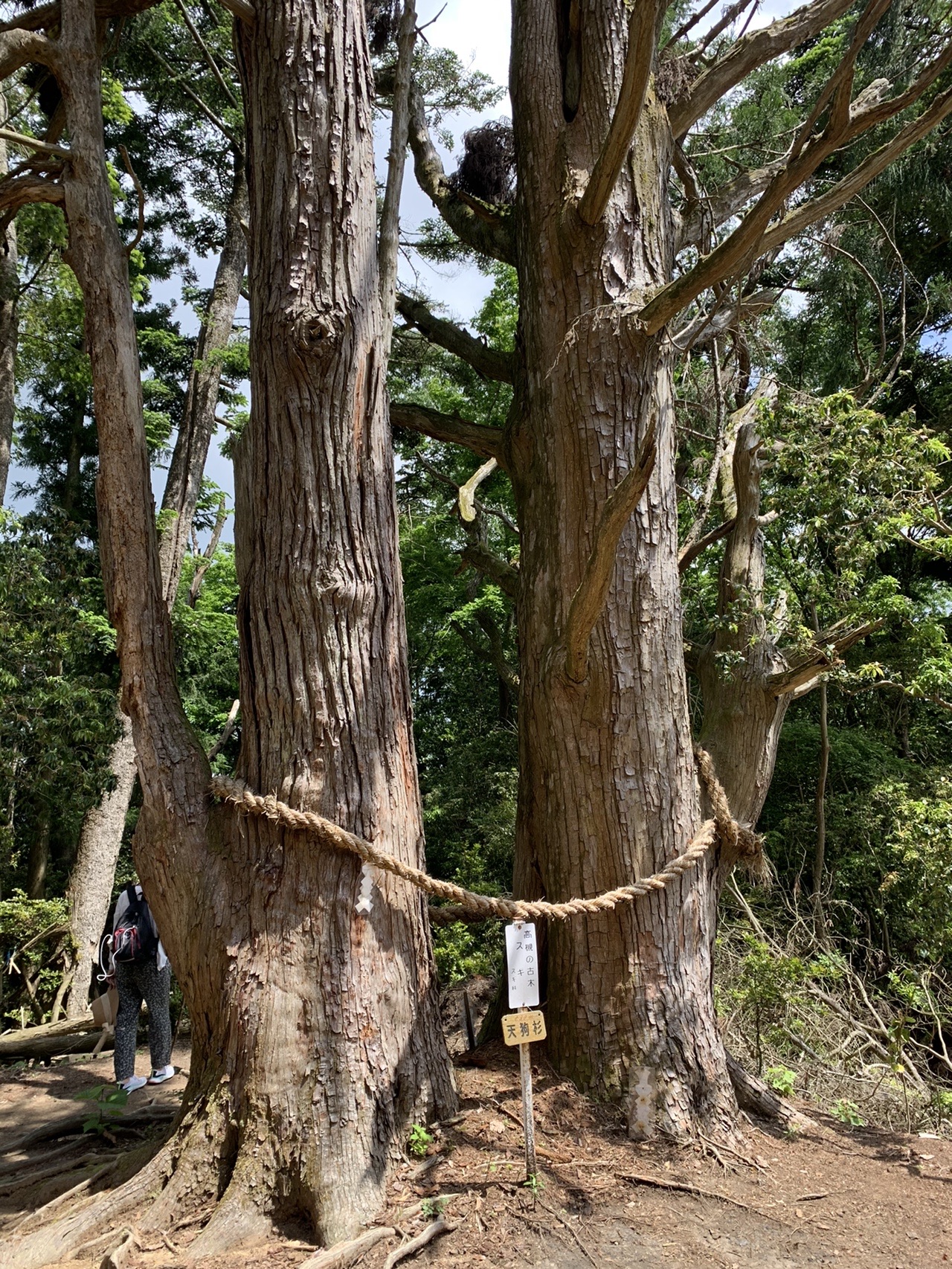 登山道の脇に立つ、しめ縄が巻かれた太い杉の巨木