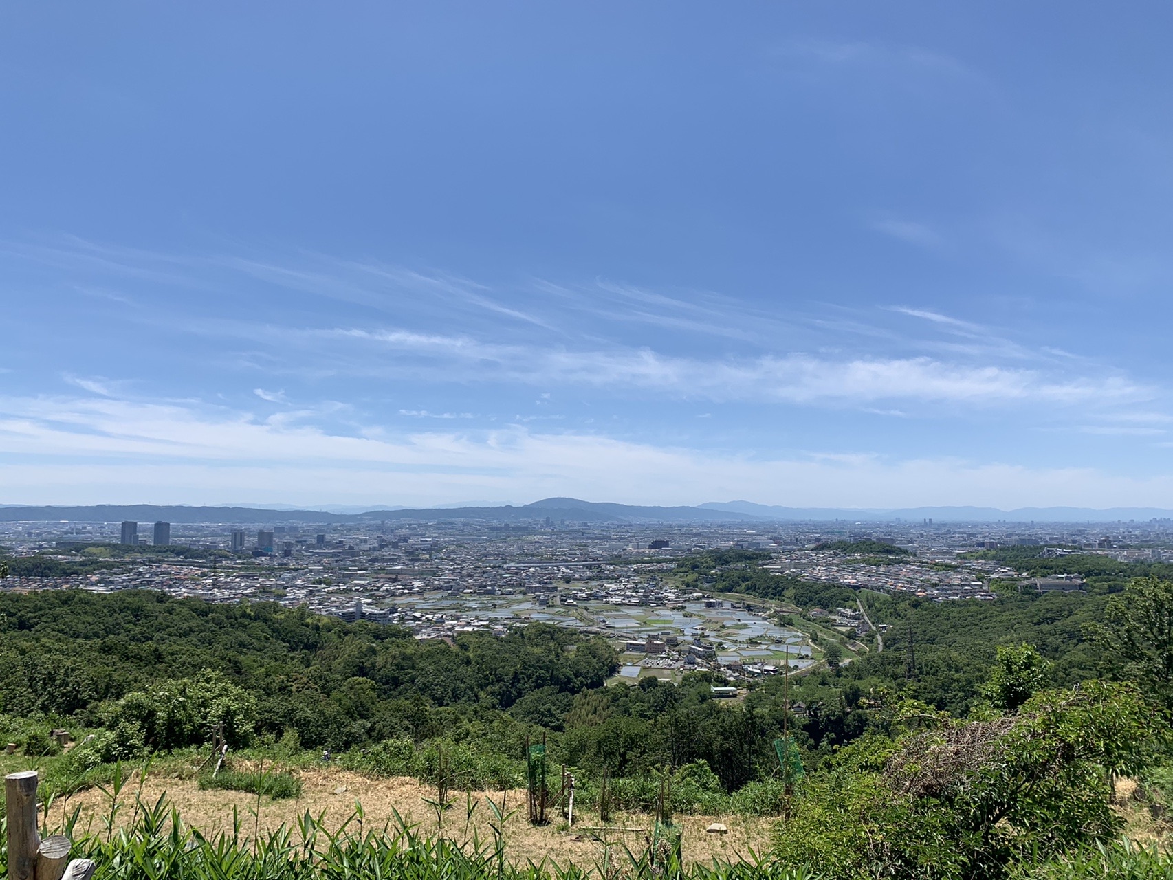 草地の向こうに大阪平野が広がり、遠くにビル群と山並みが見える眺め