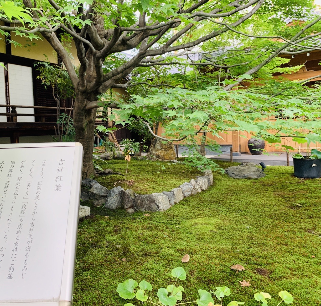 苔庭に枝を広げる青もみじの木と、「吉祥紅葉」の由来を記した立て札
