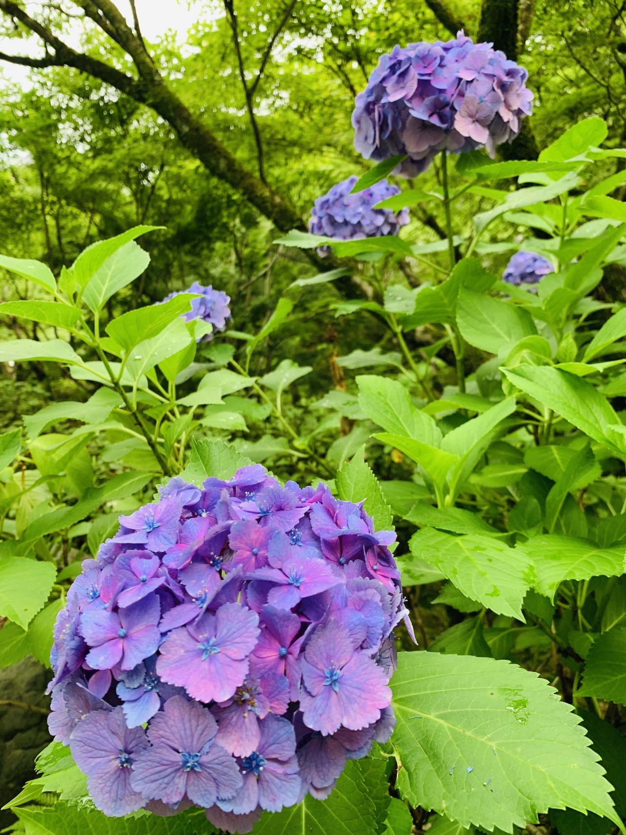 緑の葉の間に咲く、青と紫のアジサイの花