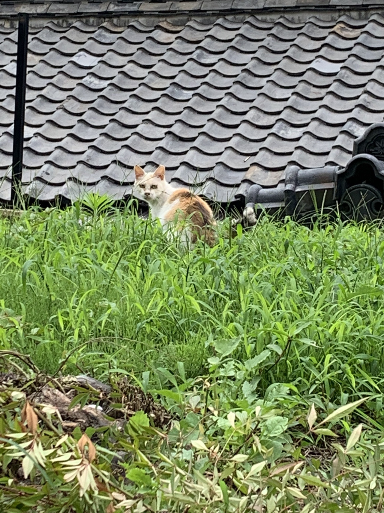 草むらから顔を出して、じっとこちらを見ている茶色い猫
