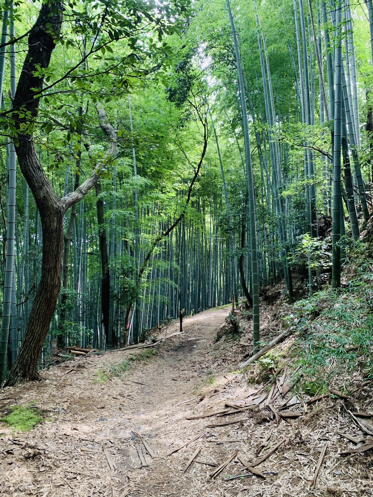 細い竹が密に立ち並ぶ竹林の中を抜けていく登山道