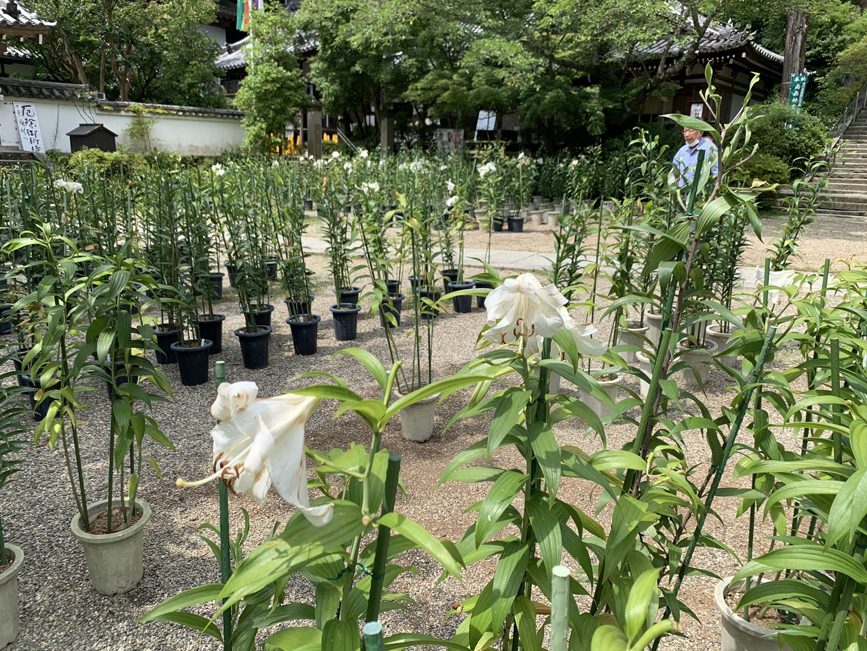 境内に鉢植えでずらりと並べられた白いユリの花