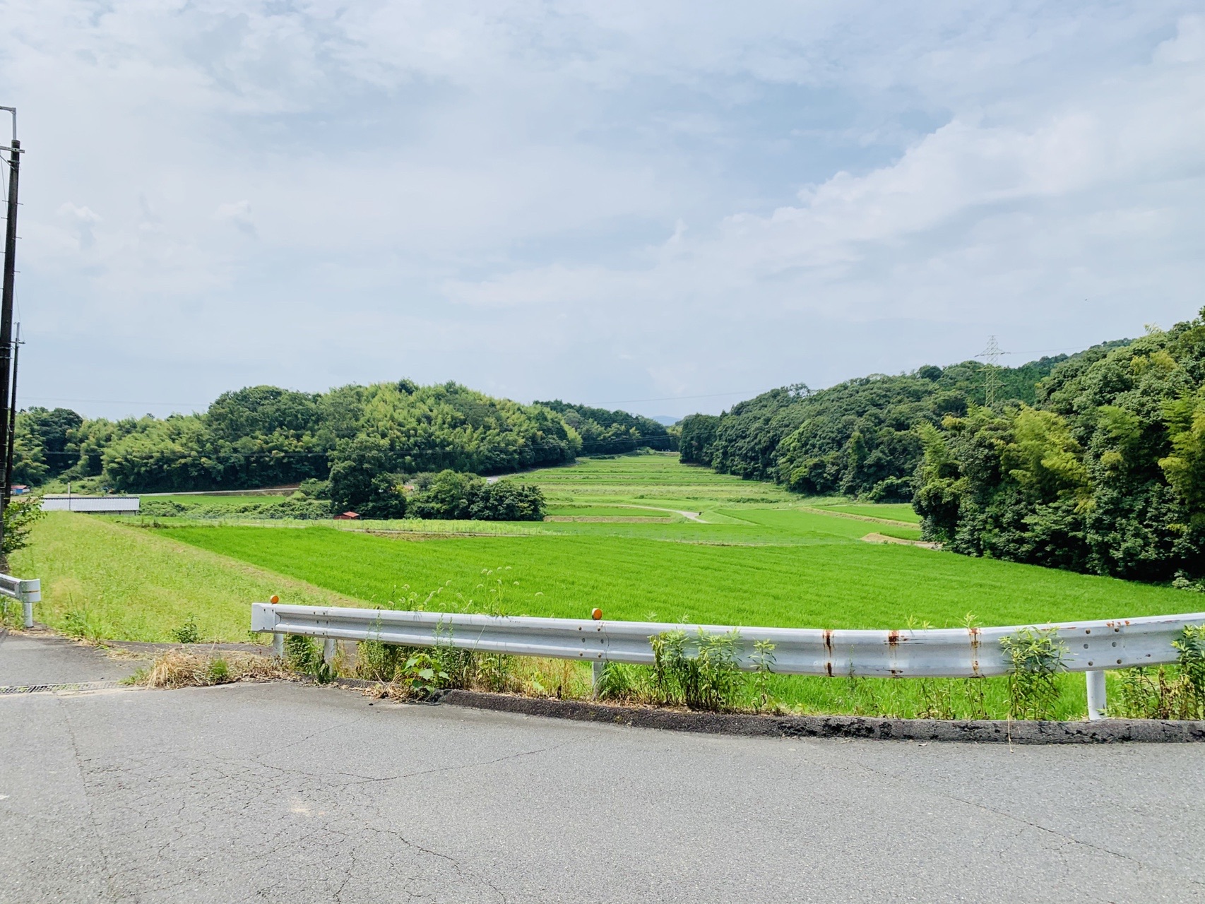 ガードレールの向こうに広がる青々とした田んぼと、その奥の緑の丘