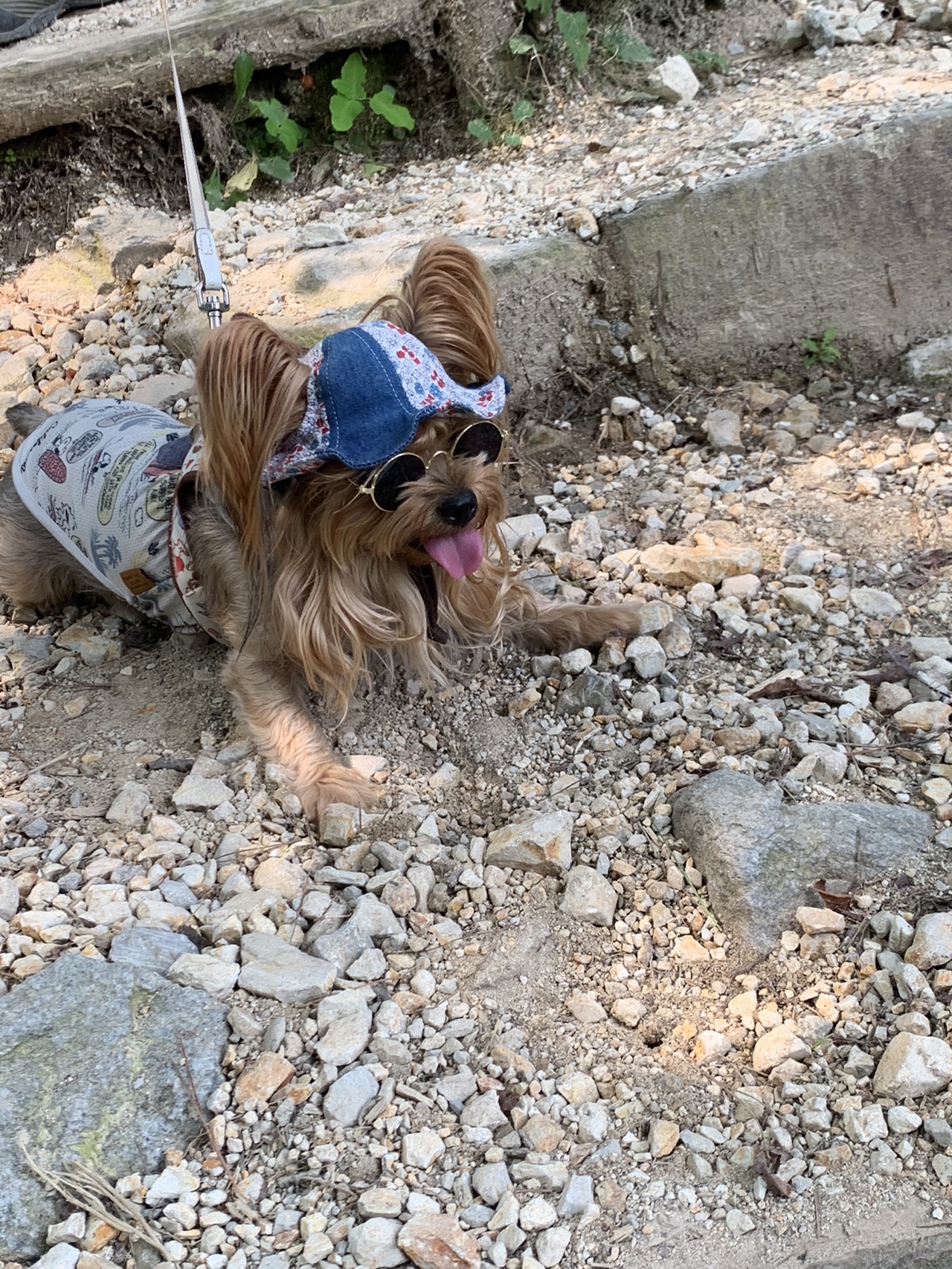 登山道で立ち止まる、バンダナを巻いた小型犬。舌を出している