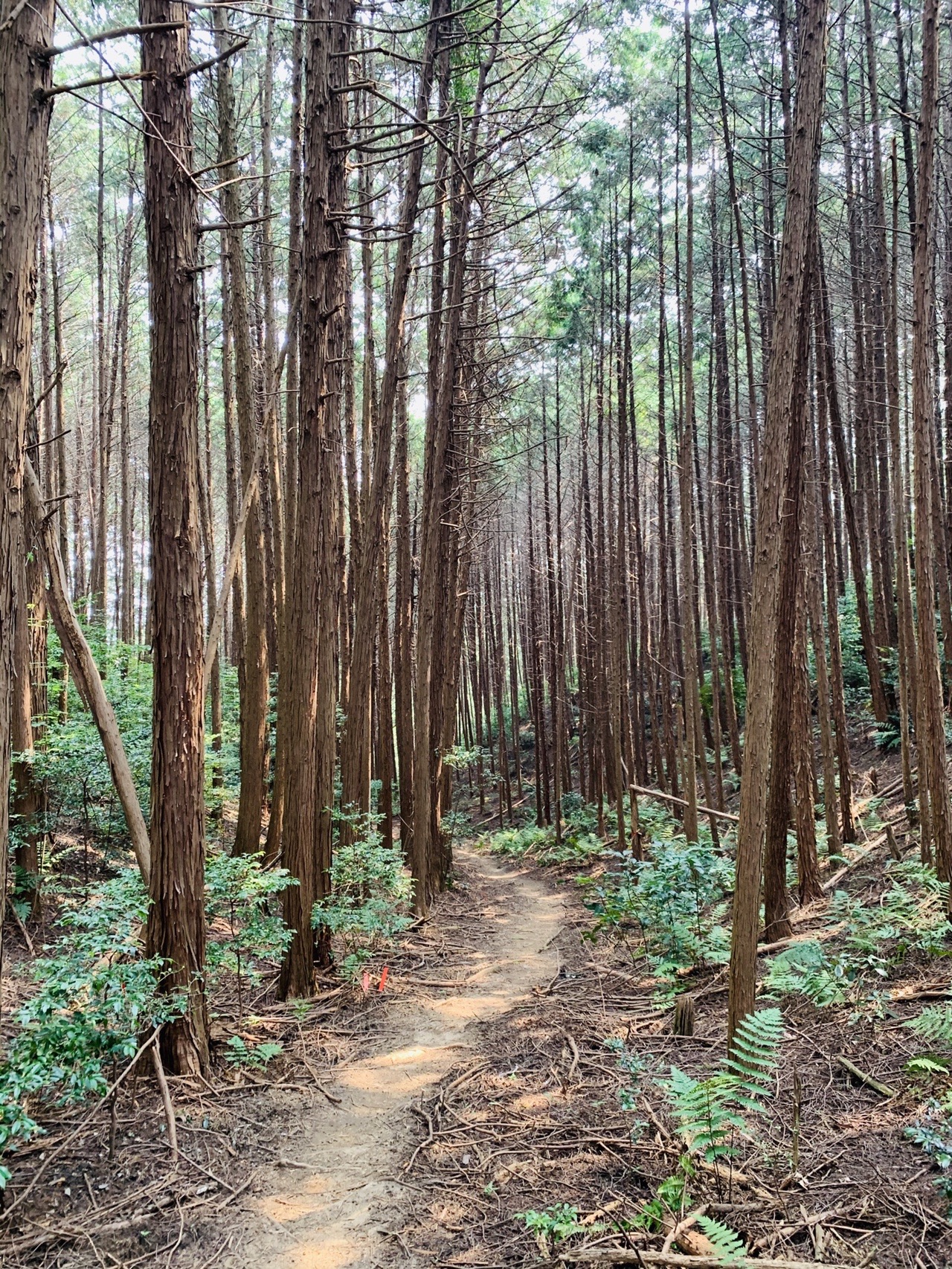 細い杉林の中をまっすぐ抜けていく、落ち葉の積もった土の道