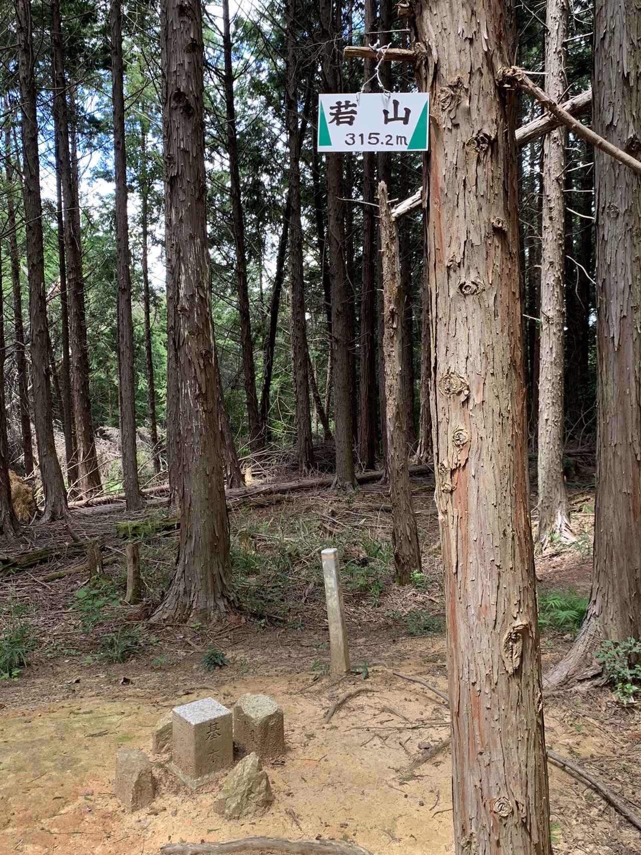 杉の木に取り付けられた「若山 315.1m」の小さな山名標識