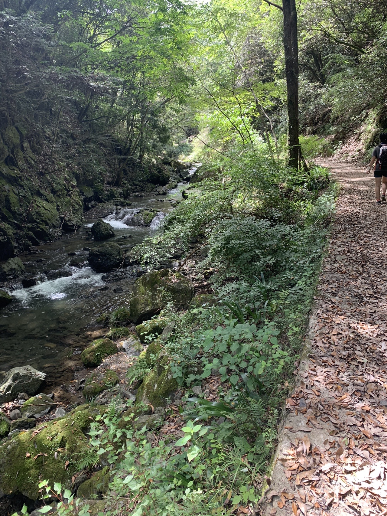 木漏れ日が差す遊歩道と、そのすぐ横を流れる浅い渓流