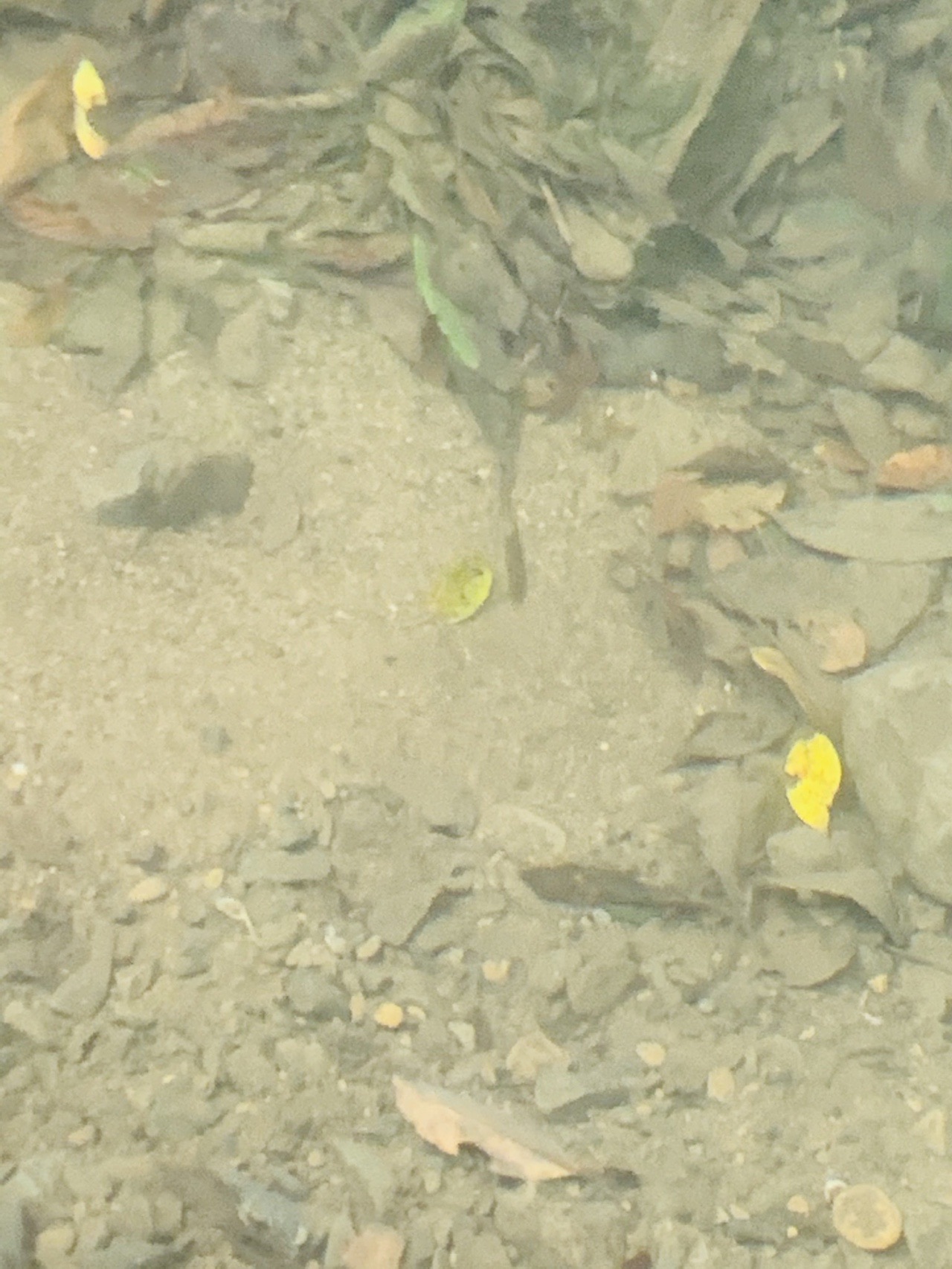 透きとおった浅瀬の水底に小さな魚が何匹も泳いでいる