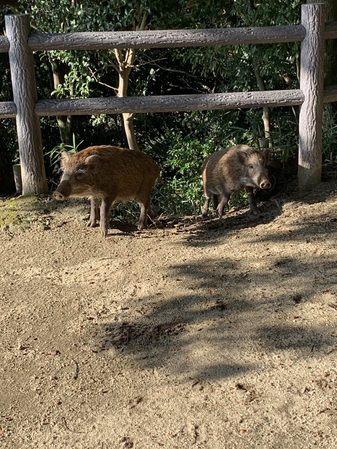 登山道脇の柵の向こうにいる2匹のイノシシの子ども