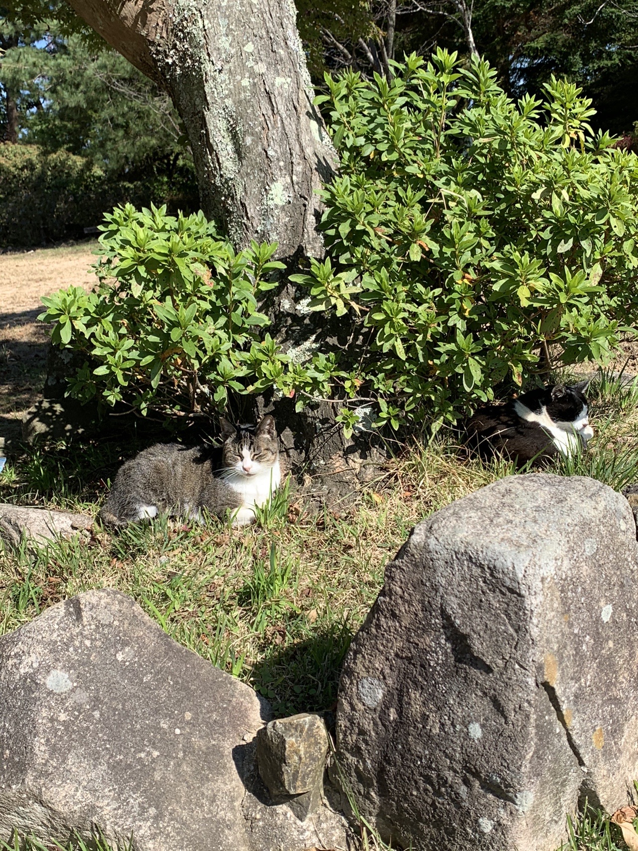 掬星台の岩と草むらにいる猫