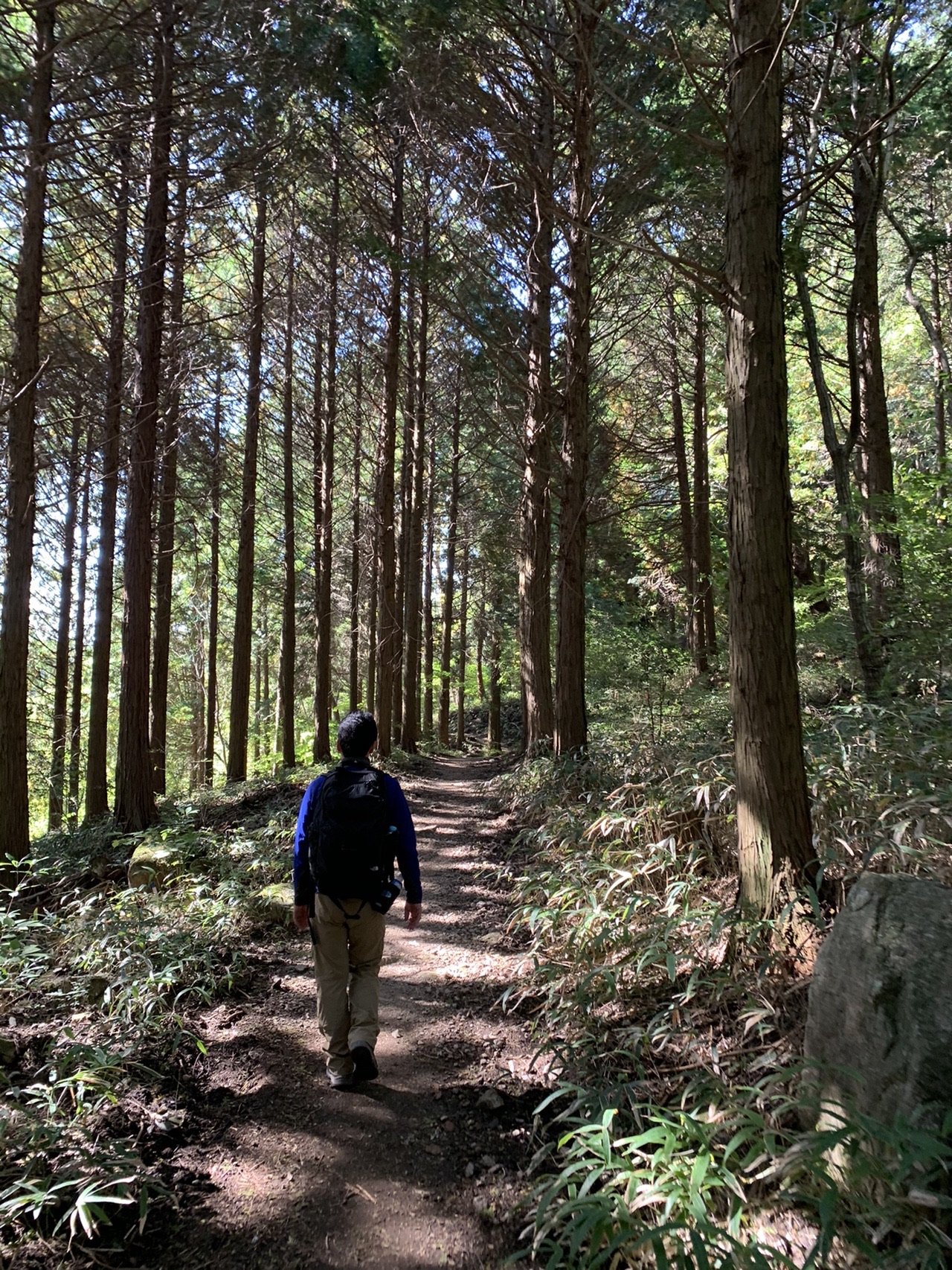 杉林の中をまっすぐ抜ける登山道