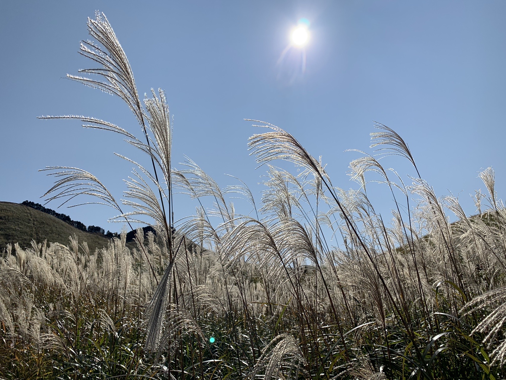 逆光に光るススキの穂と太陽