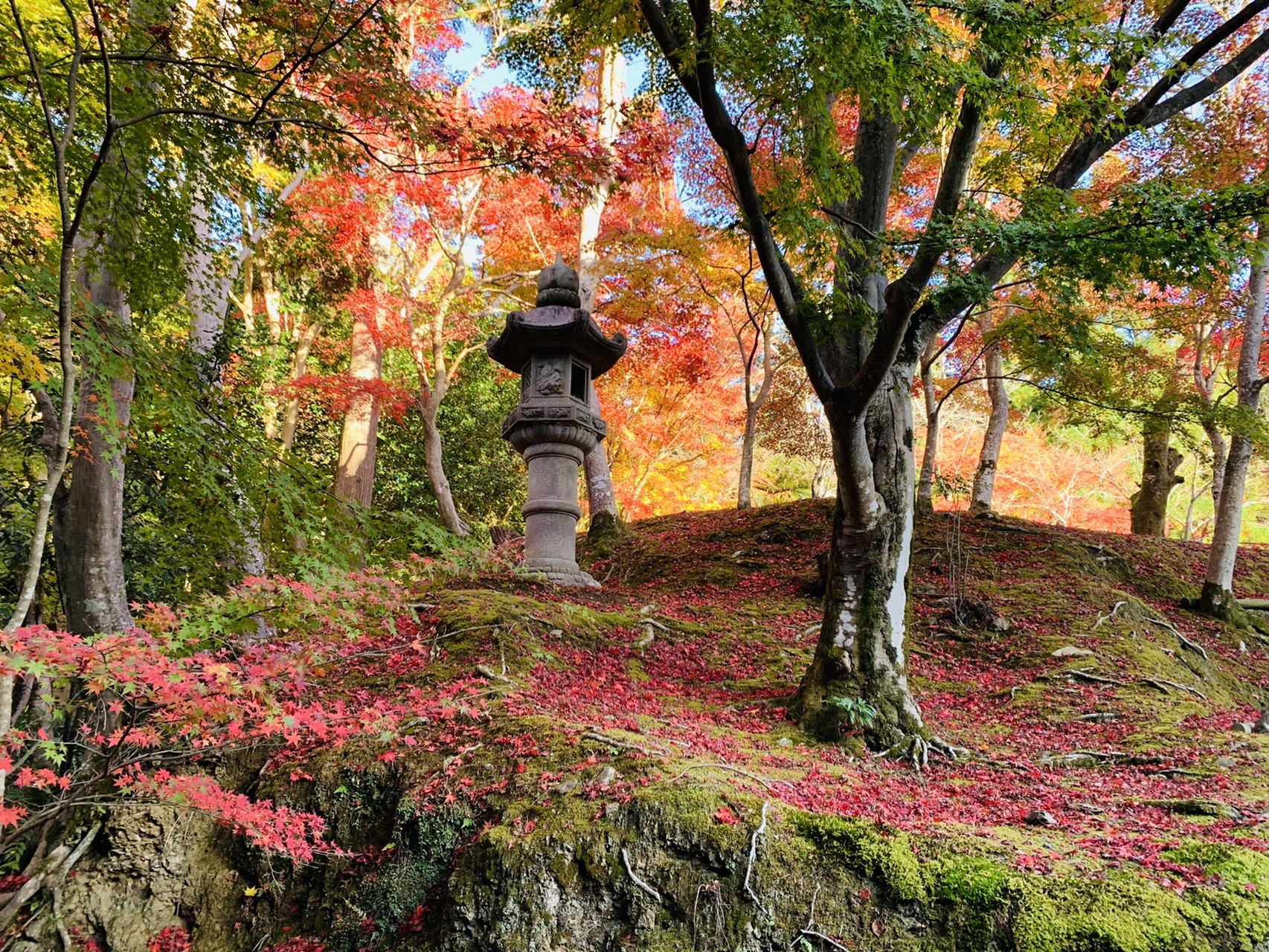 石灯籠のまわりの苔と地面に散り敷いた赤い落ち葉