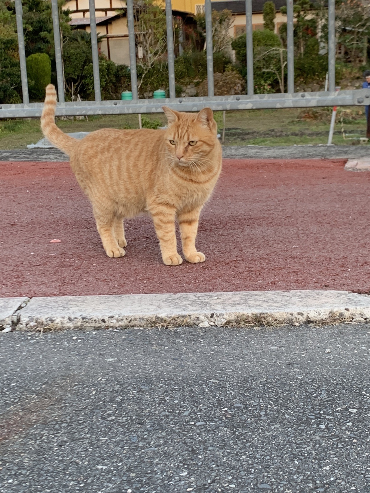 縁石の上に立つ茶トラの猫