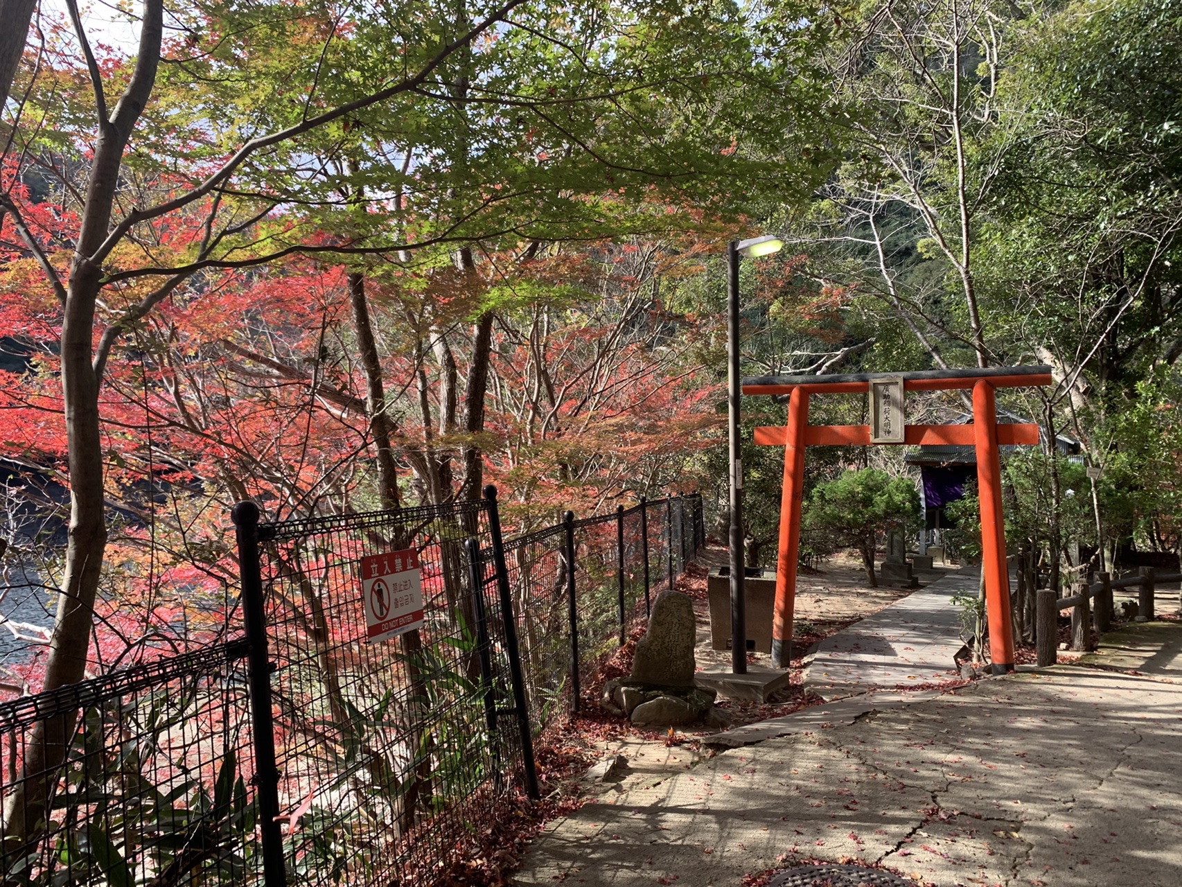 赤く色づいたモミジと朱色の鳥居のある参道