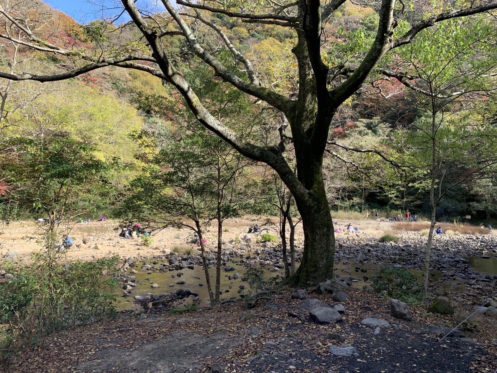 河原と大きな木、奥に山の斜面。遠くに人の姿