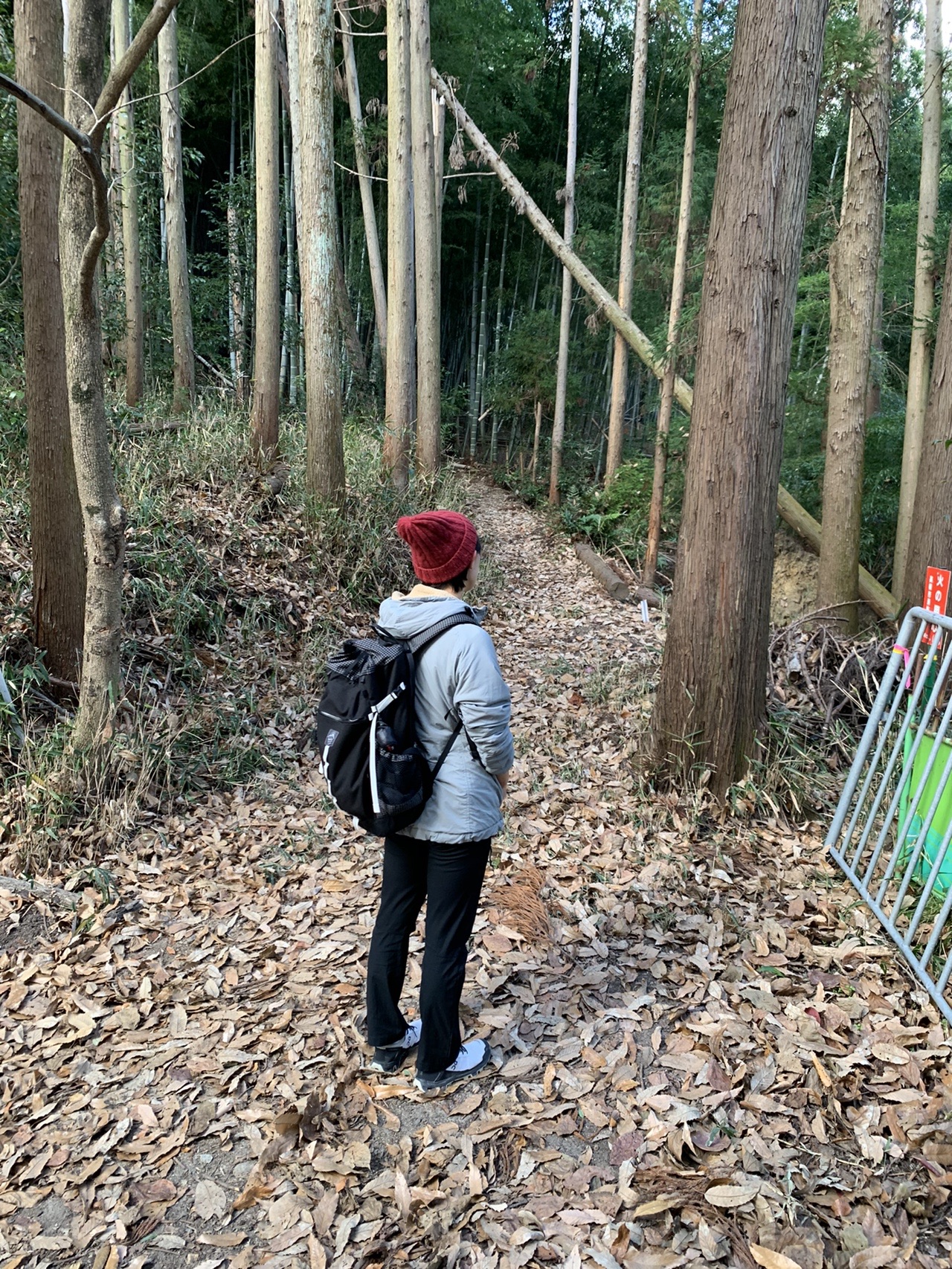 杉林の中の登山道。案内板の前に立つ人の後ろ姿