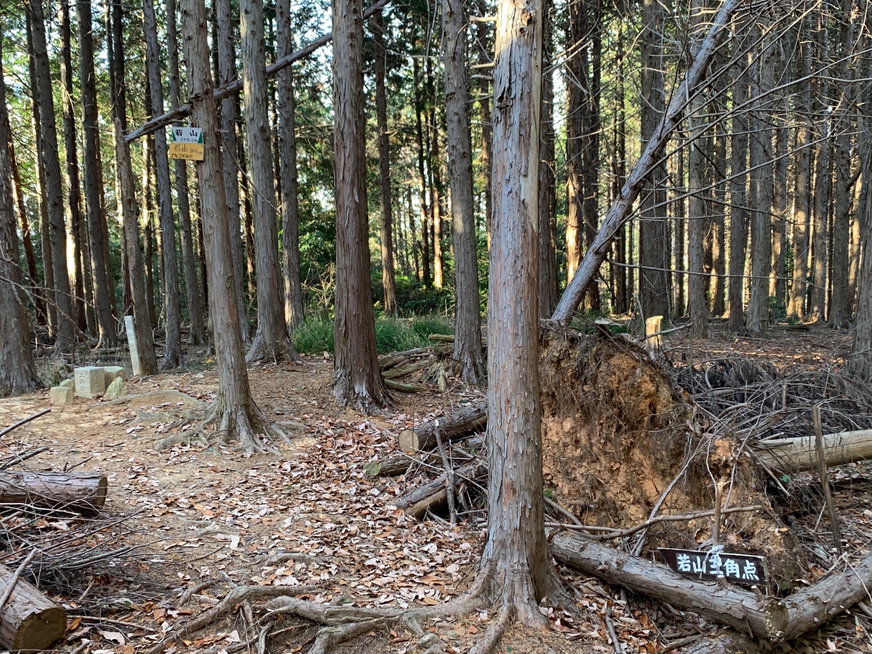 杉林に囲まれた若山の山頂付近。三角点の標識