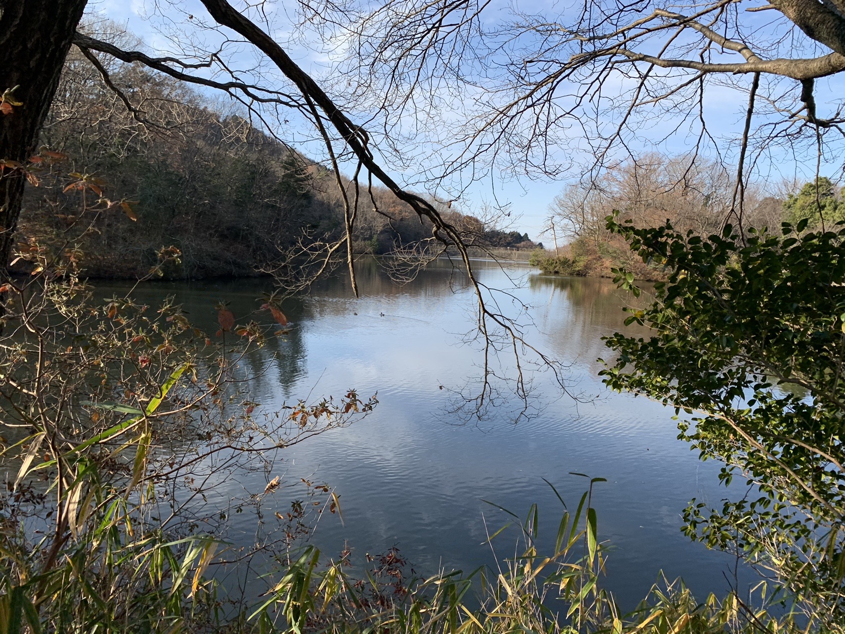 冬枯れの木々に囲まれた白旗池の水面
