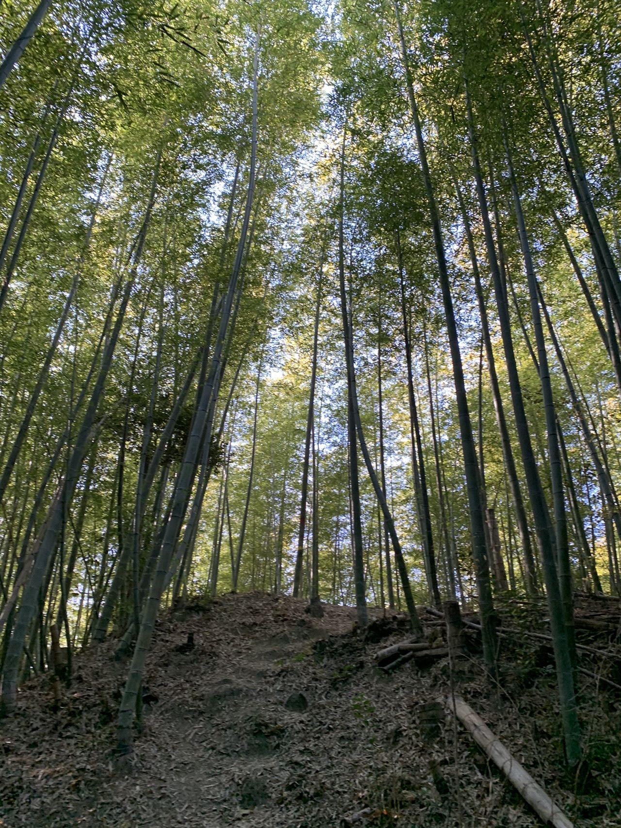 まっすぐ空へ伸びる竹林と、その間を抜ける道
