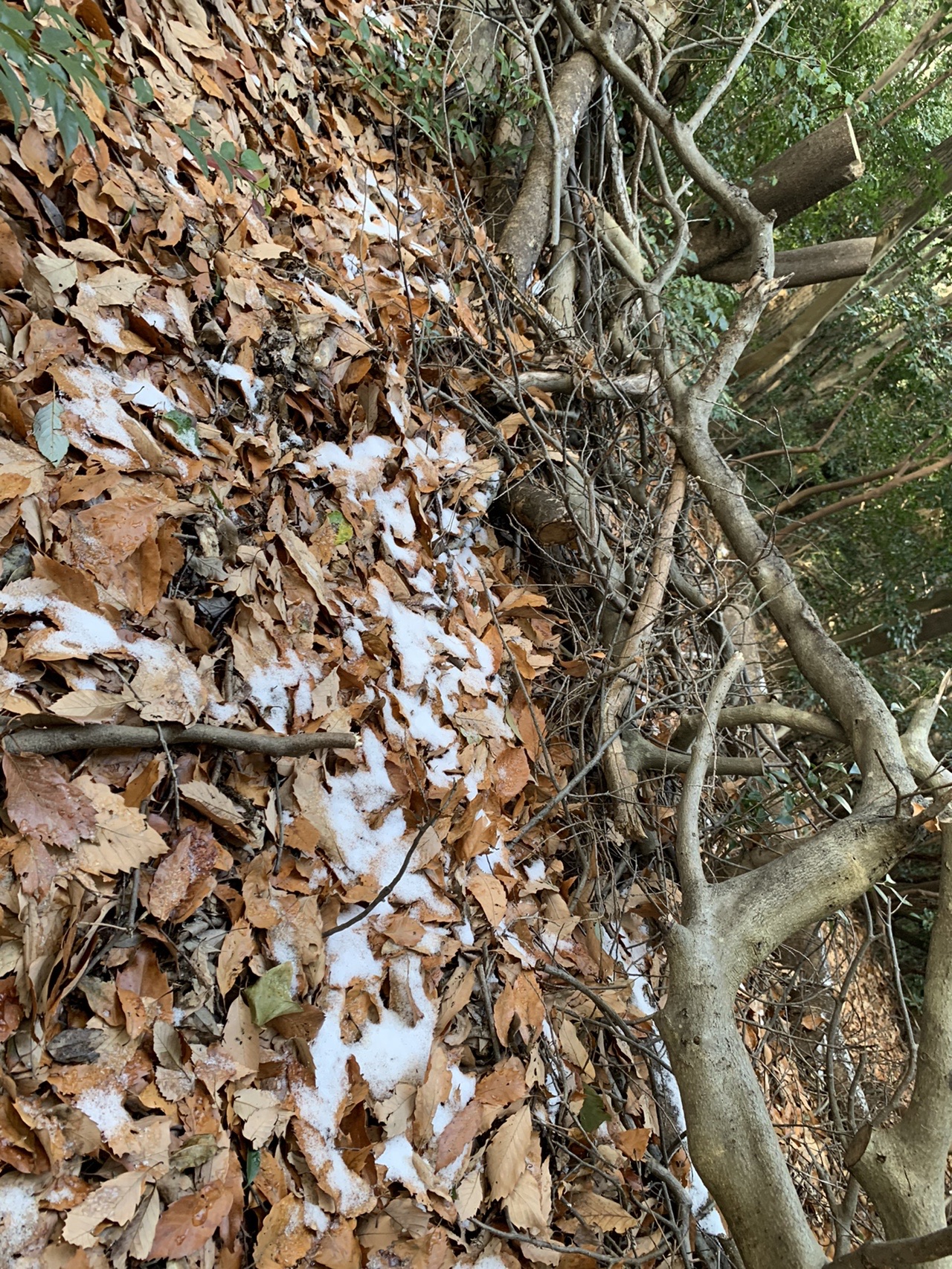 落ち葉の上にうっすら積もった雪