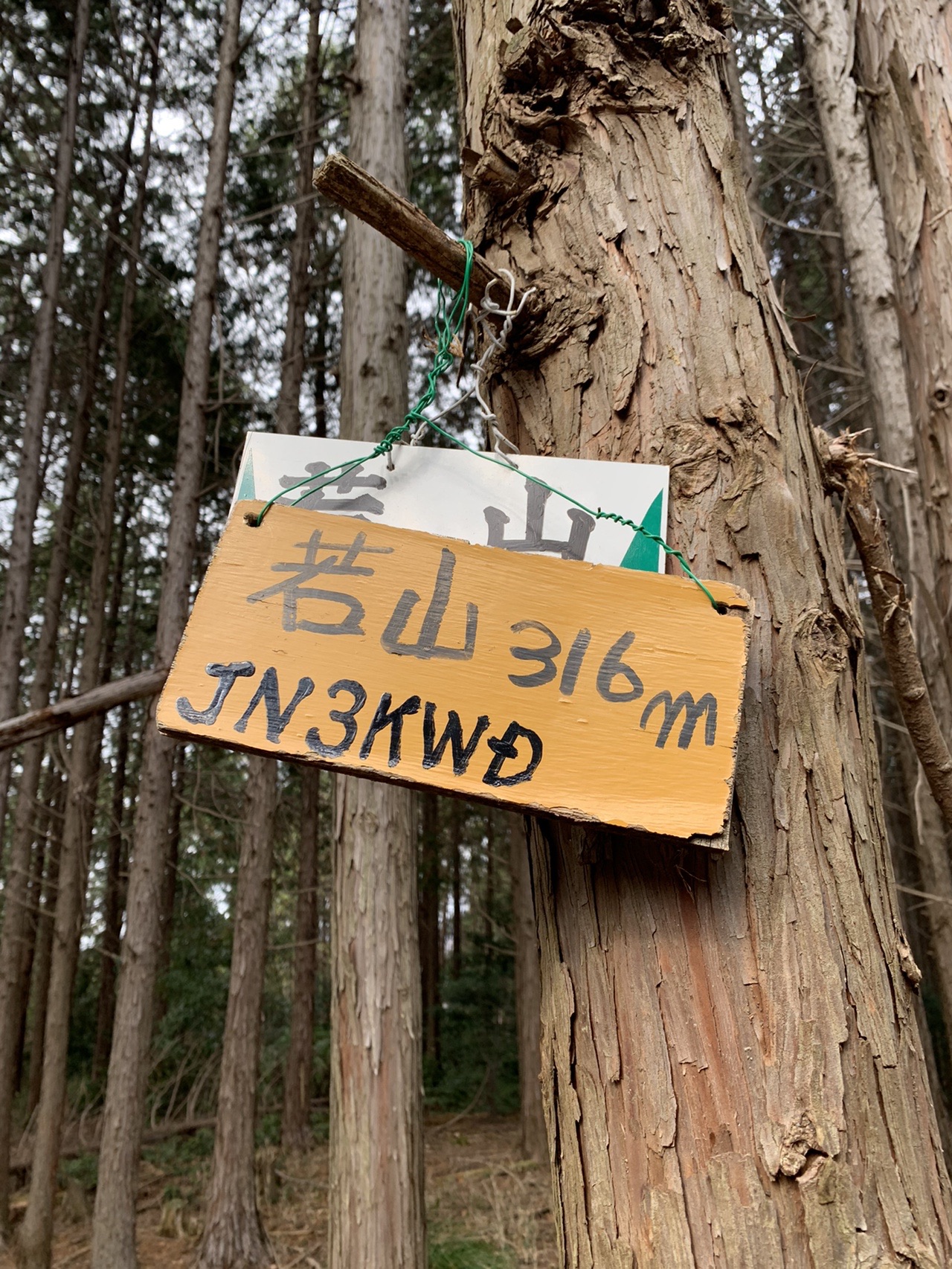 杉の幹に取り付けられた手作りの「若山 316m」の看板