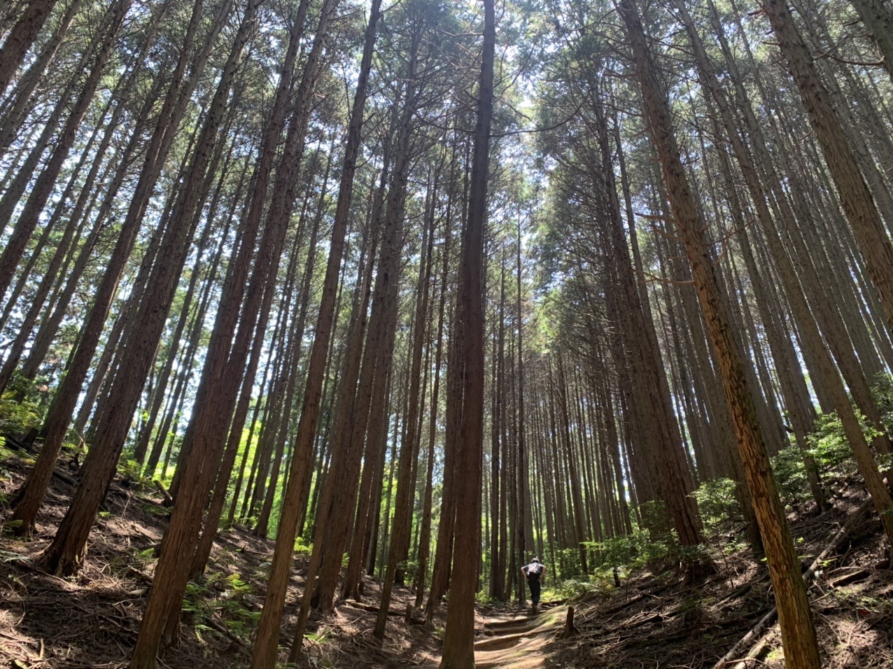 まっすぐな杉林の中を通る登山道