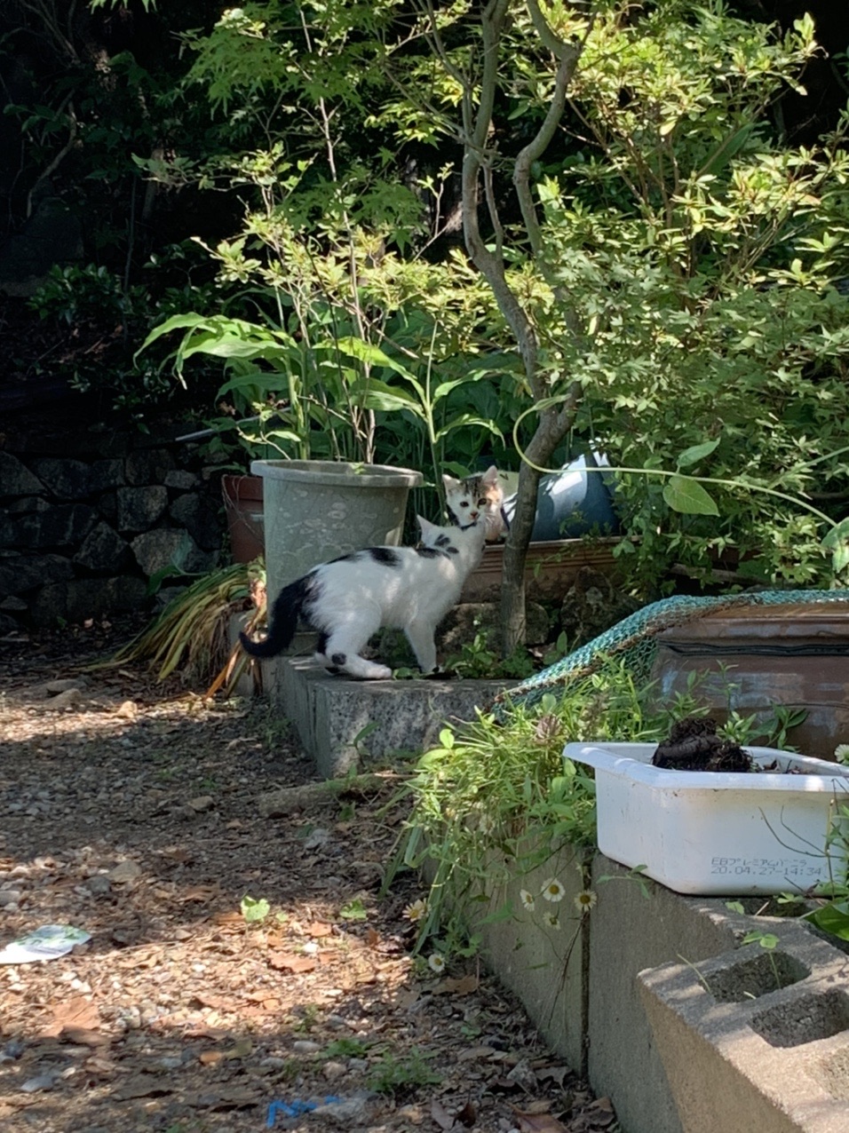 茶屋の脇の植え込みにいる白黒の猫