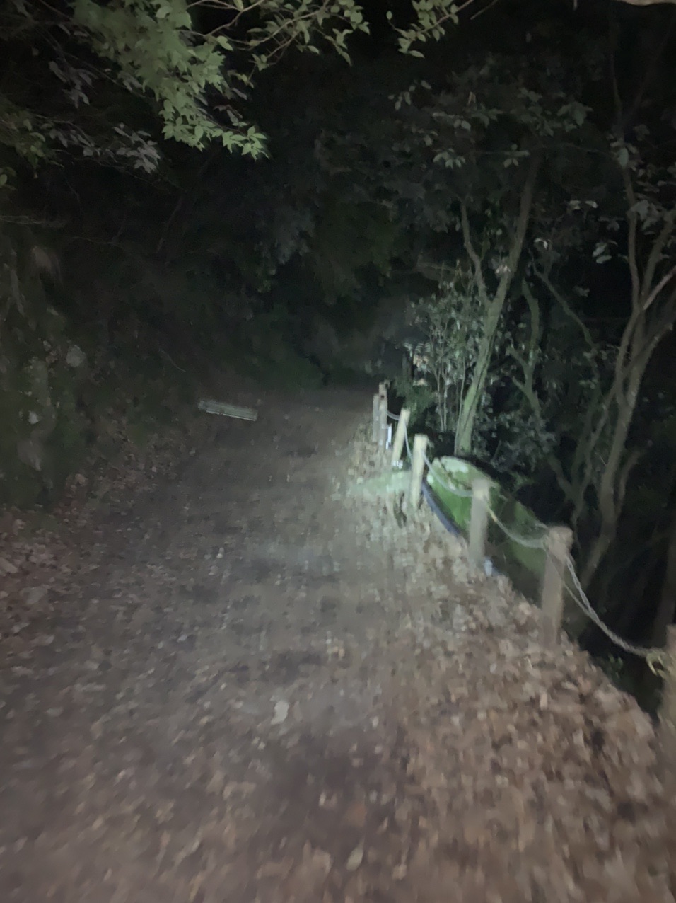 ライトに照らされた夜の遊歩道。両側は暗い林