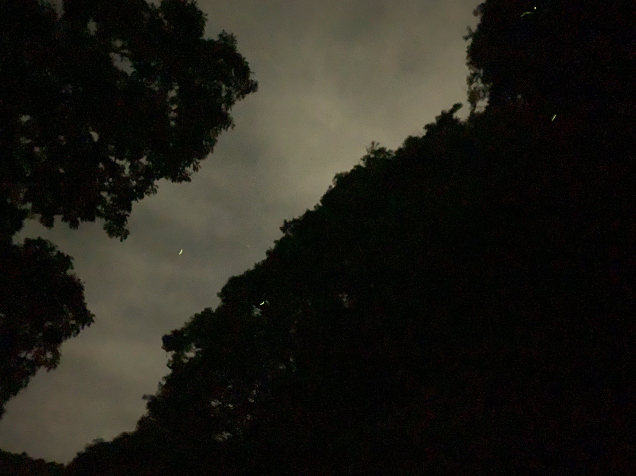 夜の木立の間に、蛍の光が細い線として写っている