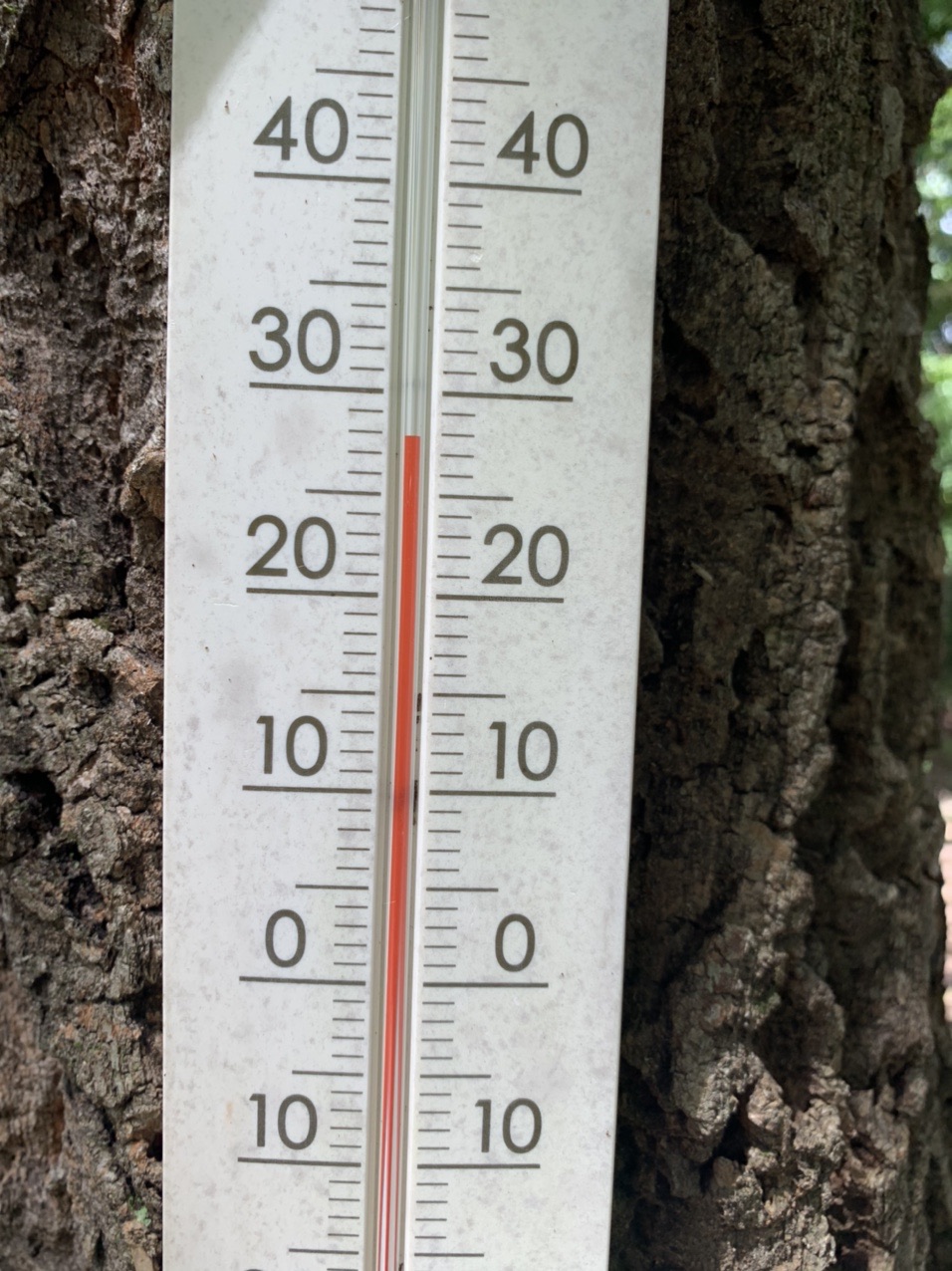 木に取り付けられた温度計。28℃を指している