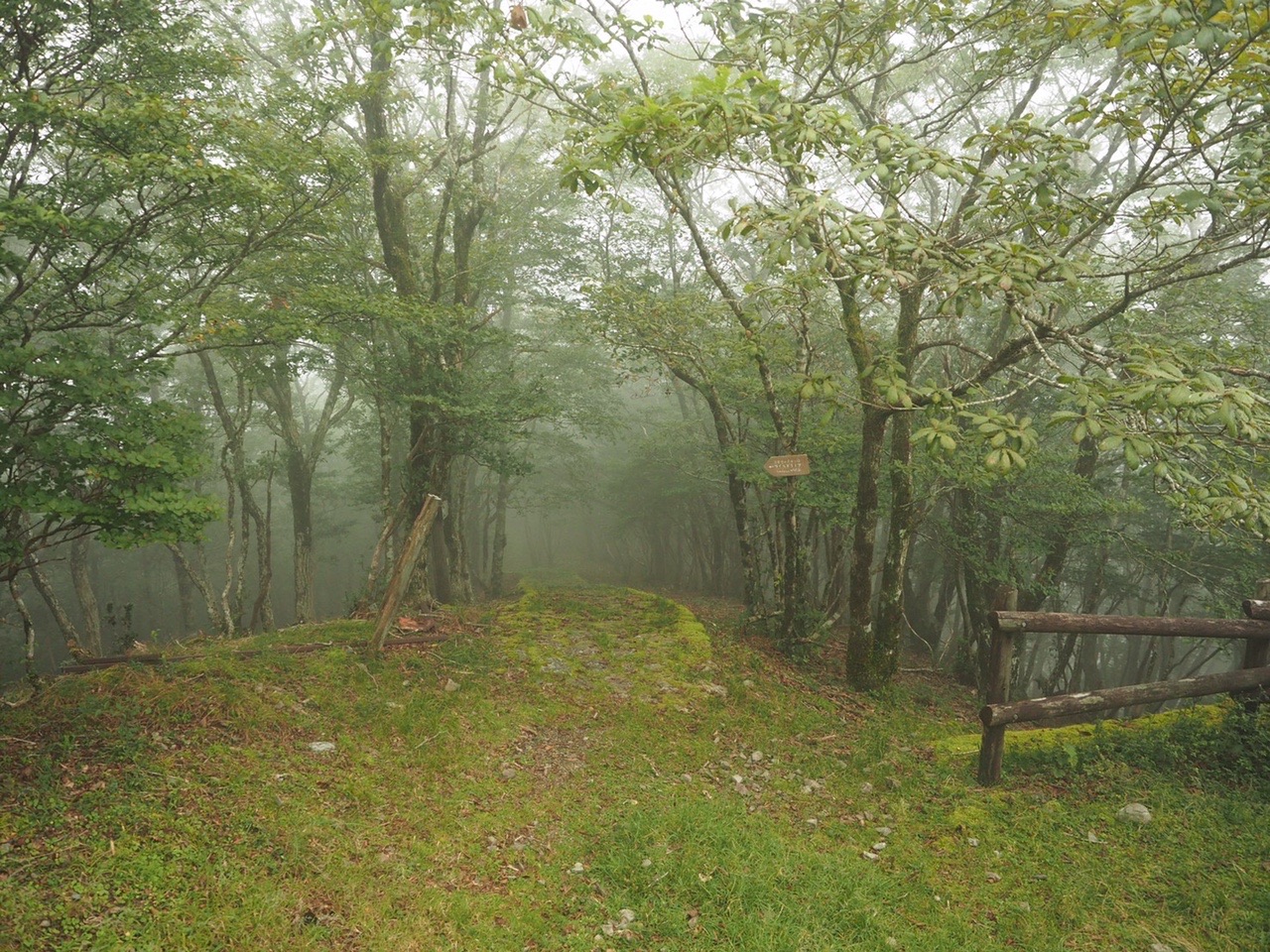 霧に沈む苔むした森