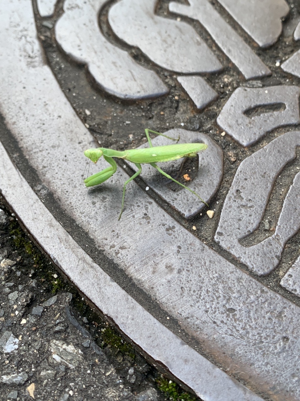 マンホールの上にとまった小さなカマキリ
