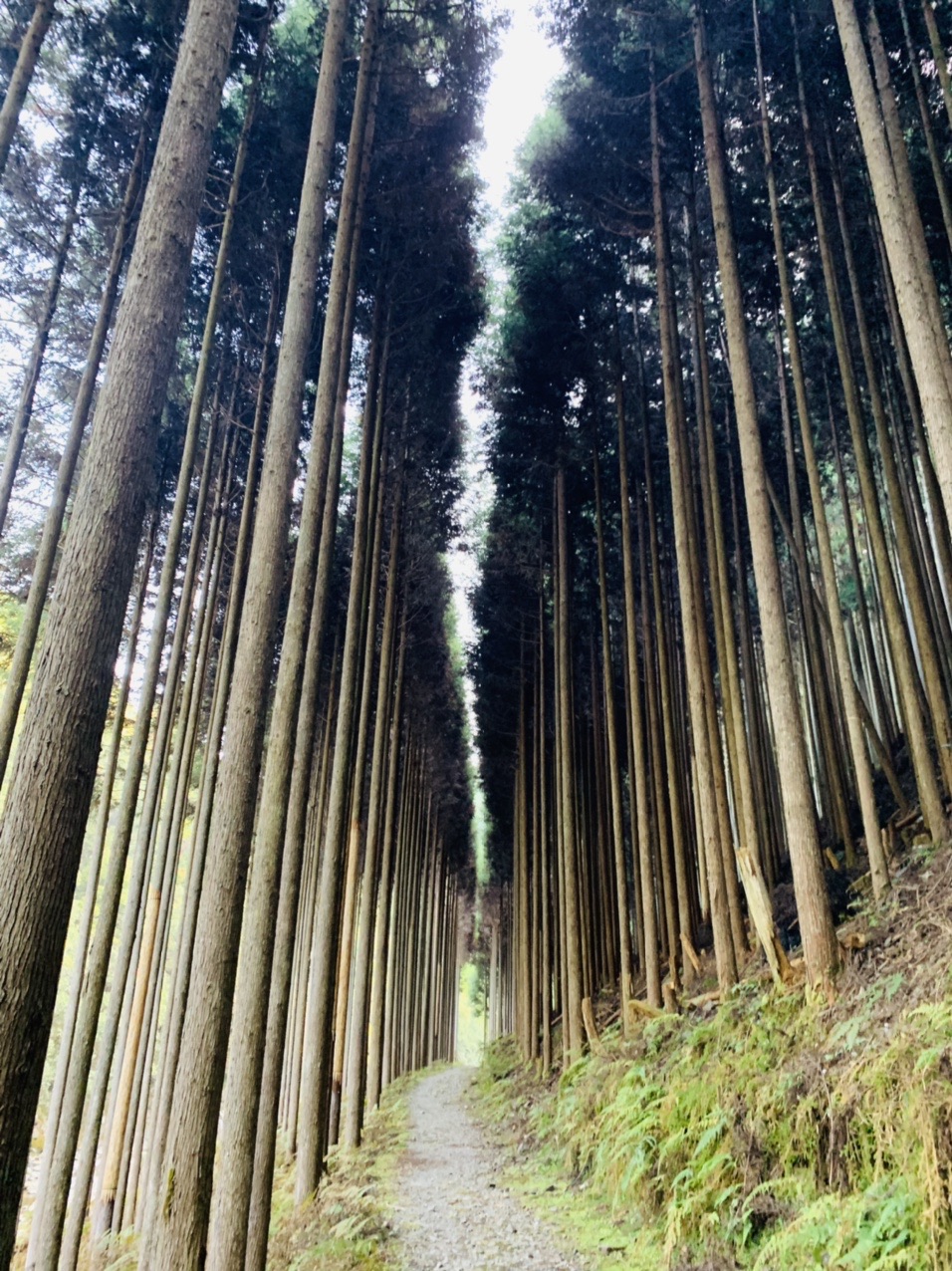北山杉の林の中の道