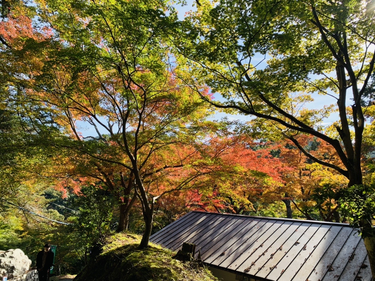 清滝川沿いの紅葉
