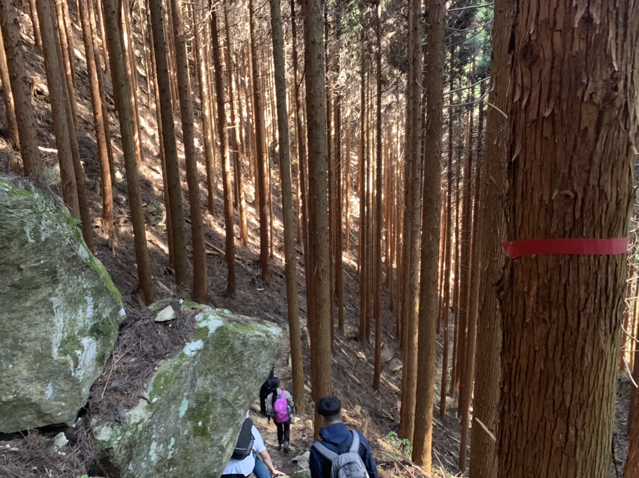 笠形神社コースの杉の森