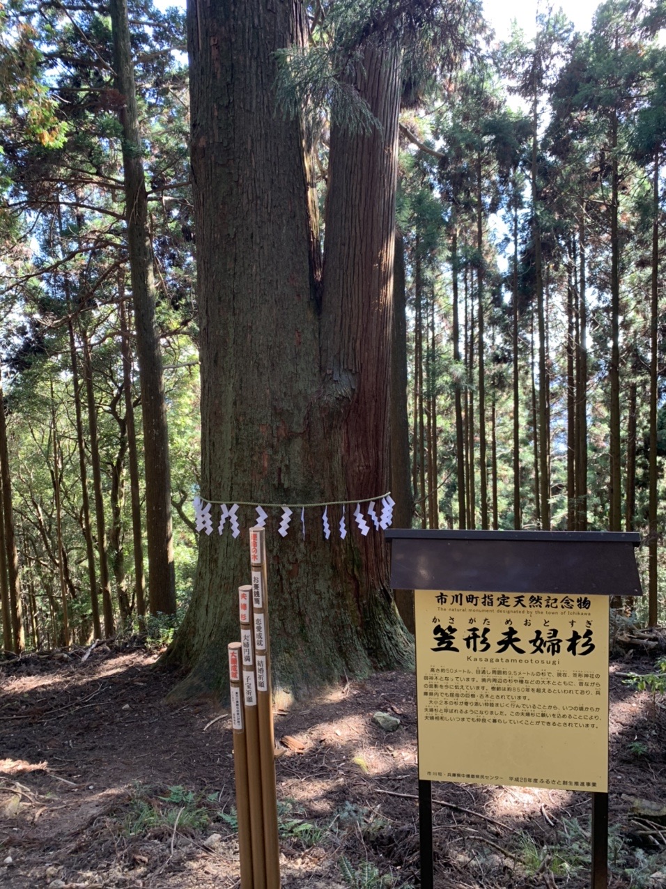 笠形夫婦杉