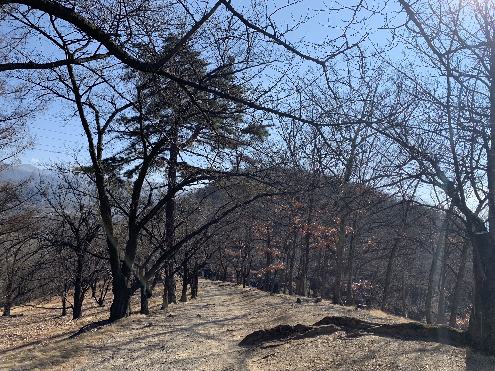 冬の弘法山の桜並木