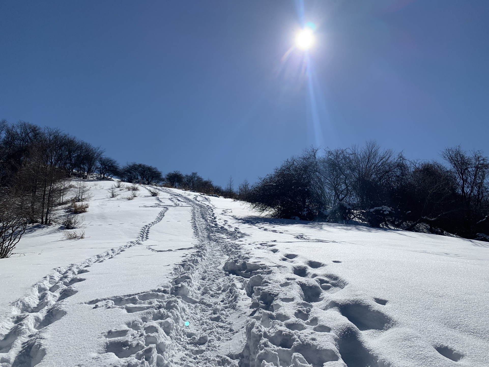 樹林を抜けた先の雪原と太陽