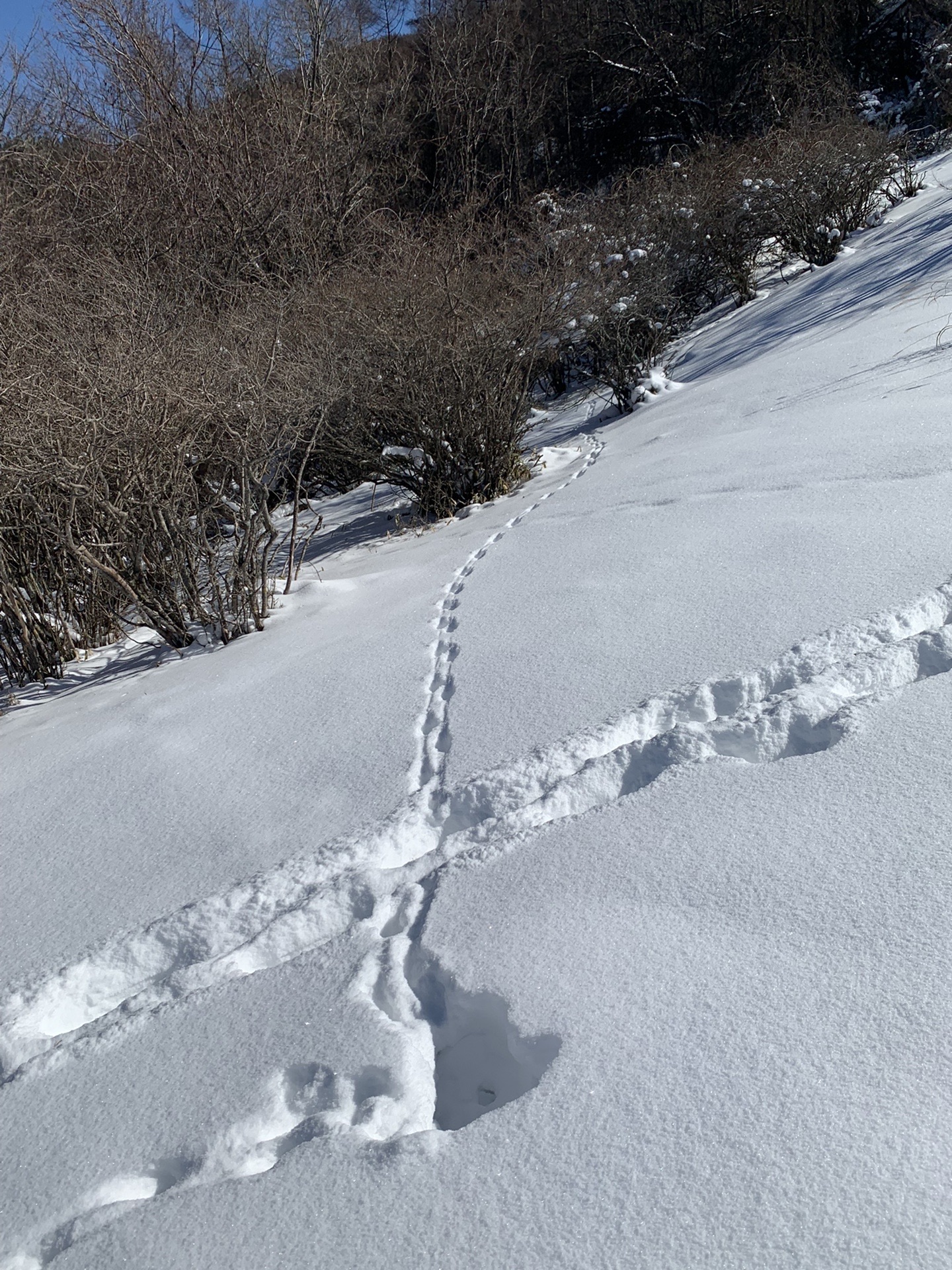 雪の上に続く動物の足跡