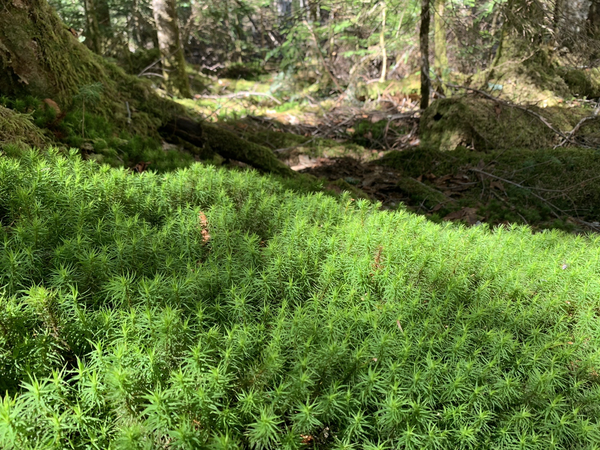 白駒池周辺の苔の絨毯