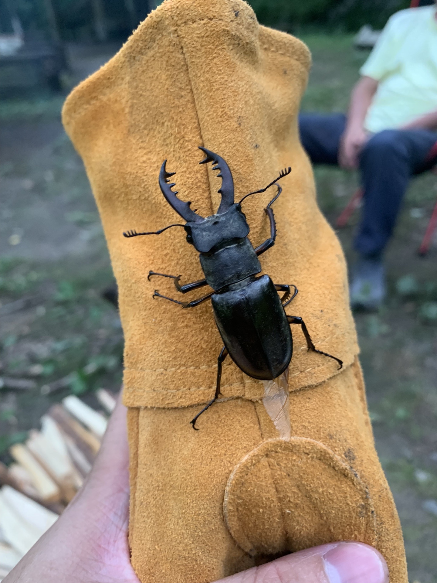 手袋の上のクワガタ