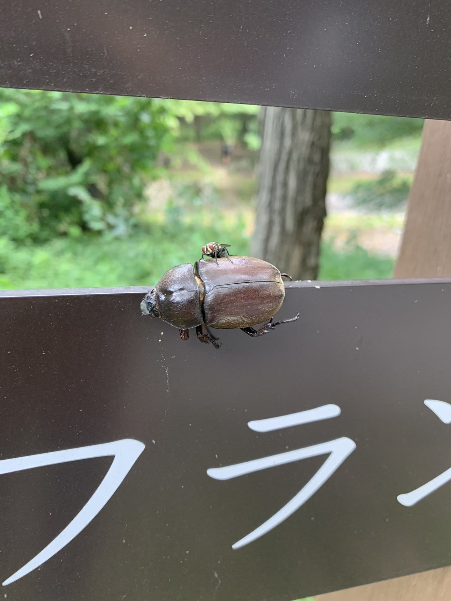 カブトムシのメス